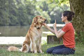 Basic home obedience training